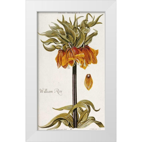 Corona Imperialis White Modern Wood Framed Art Print by Trew, Christoph Jacob