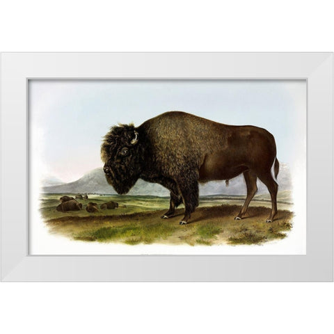 American Bison or Buffalo White Modern Wood Framed Art Print by Audubon, John James