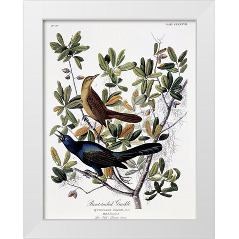 Boat Tailed Grackle - Male and Female White Modern Wood Framed Art Print by Audubon, John James