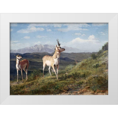 Antelope White Modern Wood Framed Art Print by Bierstadt, Albert