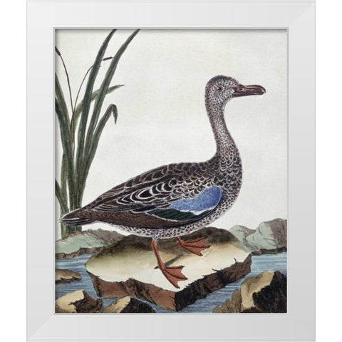 Sarcelle - Duck De Cayenne White Modern Wood Framed Art Print by Buffon, Georges-Louis Leclerc