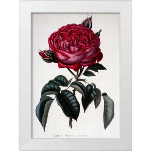 Hybrid Perpetual, Dr. Marx White Modern Wood Framed Art Print by Curtis, Henry