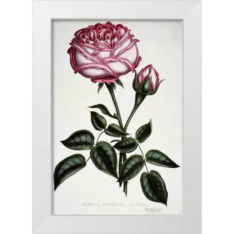 Hybrid, Perpetual, La Reine White Modern Wood Framed Art Print by Curtis, Henry