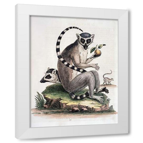 Le Maucuaco White Modern Wood Framed Art Print by Edwards, George