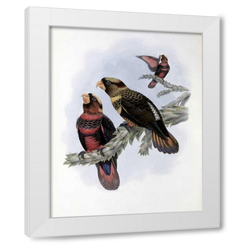 Banded Lory White Modern Wood Framed Art Print by Glover, John