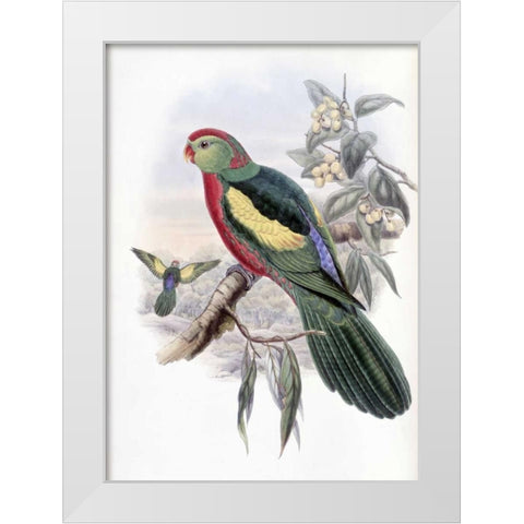 Beautiful King Parrot White Modern Wood Framed Art Print by Glover, John