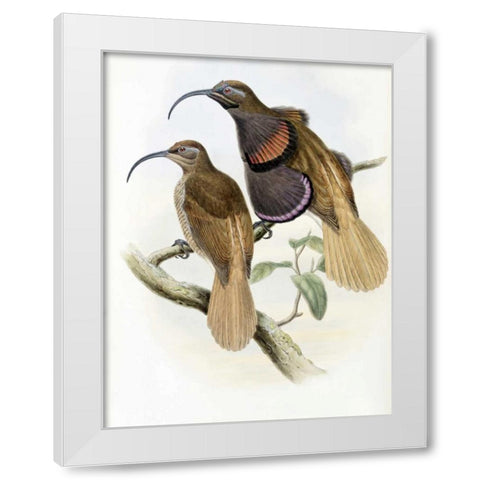 Bennetts Bird of Paradise White Modern Wood Framed Art Print by Glover, John
