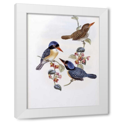 Black Faced Kingfisher White Modern Wood Framed Art Print by Glover, John