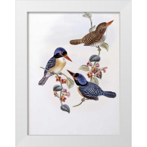 Black Faced Kingfisher White Modern Wood Framed Art Print by Glover, John