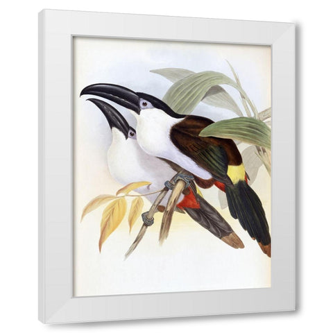 Black-Billed Hill Toucan White Modern Wood Framed Art Print by Gould, John