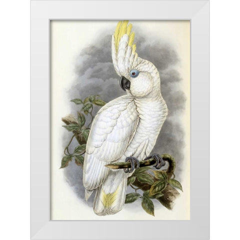 Blue-Eyed Cockatoo White Modern Wood Framed Art Print by Glover, John