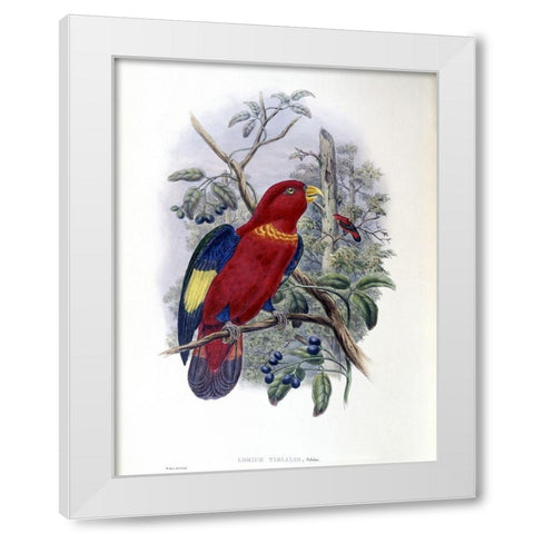 Blue-Thighed Lory White Modern Wood Framed Art Print by Gould, John