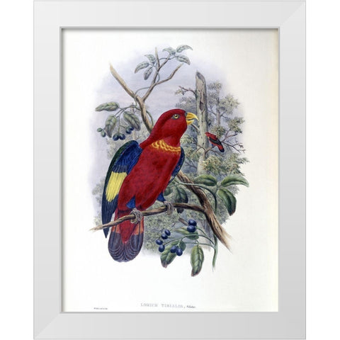 Blue-Thighed Lory White Modern Wood Framed Art Print by Gould, John