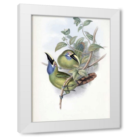 Blue-Throated Groove-Bill - Toucan White Modern Wood Framed Art Print by Glover, John