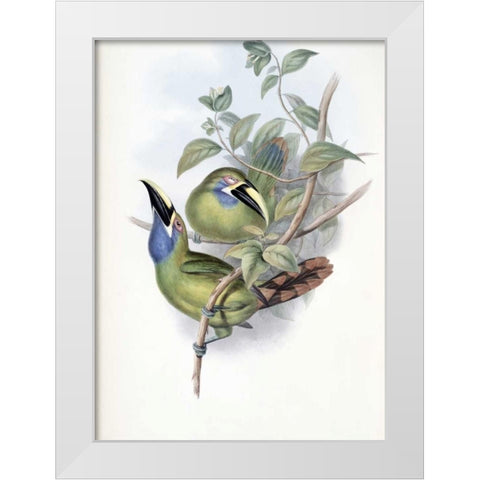 Blue-Throated Groove-Bill - Toucan White Modern Wood Framed Art Print by Glover, John