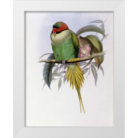 Bonapartes Parakeet White Modern Wood Framed Art Print by Glover, John