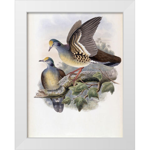 Branded Pigeon White Modern Wood Framed Art Print by Gould, John