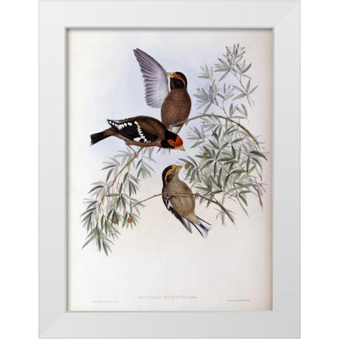 Burtons Grosbeak White Modern Wood Framed Art Print by Glover, John