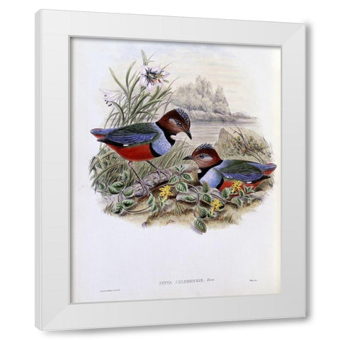Celebean Pitta White Modern Wood Framed Art Print by Gould, John