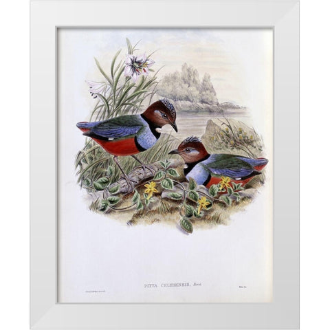 Celebean Pitta White Modern Wood Framed Art Print by Gould, John