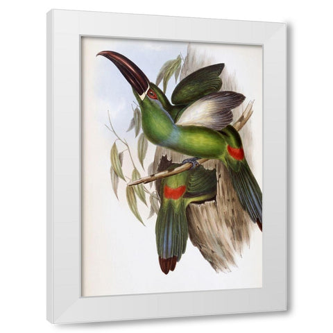 Chestnut-Billed Groove-Bill (Toucan) White Modern Wood Framed Art Print by Gould, John