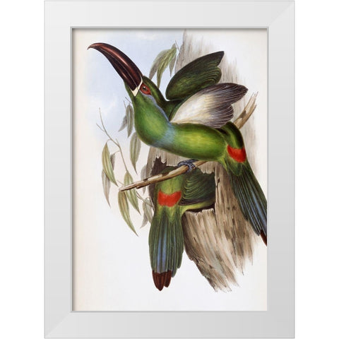 Chestnut-Billed Groove-Bill (Toucan) White Modern Wood Framed Art Print by Gould, John