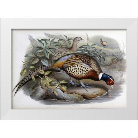 Chinese Ring-Necked Pheasant White Modern Wood Framed Art Print by Glover, John
