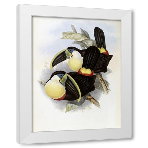 Citron-Brested Toucan White Modern Wood Framed Art Print by Gould, John