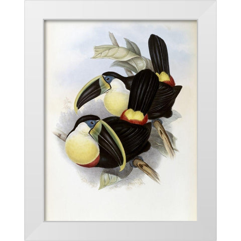 Citron-Brested Toucan White Modern Wood Framed Art Print by Gould, John