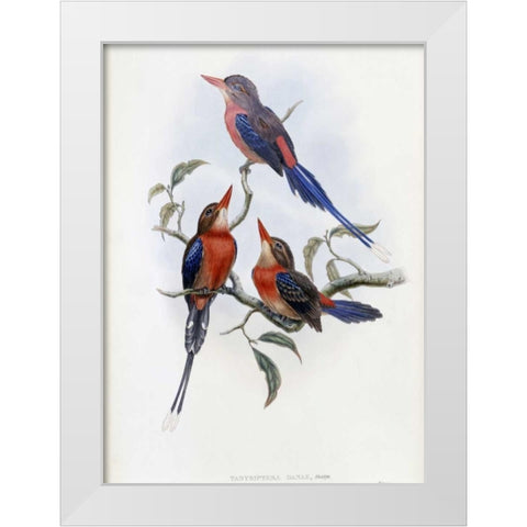 Crimson and Brown Kingfisher White Modern Wood Framed Art Print by Glover, John