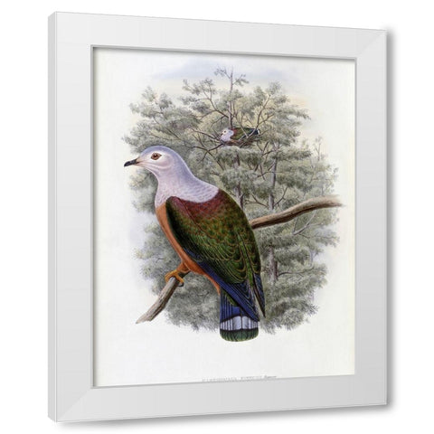 Finschs Fruit-Pigeon White Modern Wood Framed Art Print by Gould, John