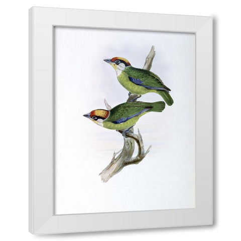 Franklins Barbet White Modern Wood Framed Art Print by Gould, John