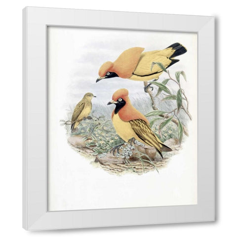 Golden Bird of Paradise White Modern Wood Framed Art Print by Glover, John