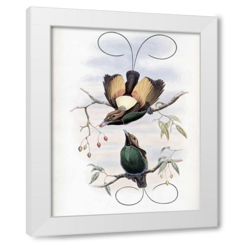 Golden-Winged Bird of Paradise White Modern Wood Framed Art Print by Glover, John