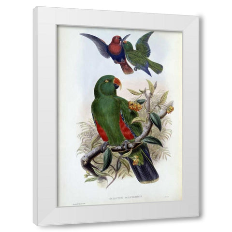 Green Lory White Modern Wood Framed Art Print by Glover, John