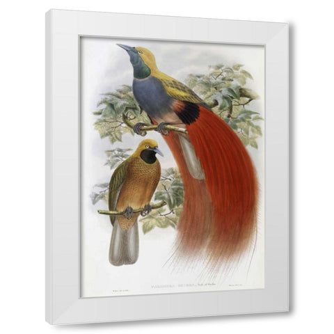 Grey-Chested Bird of Paradise White Modern Wood Framed Art Print by Glover, John
