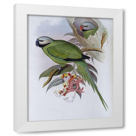 Grey-Headed Parakeet White Modern Wood Framed Art Print by Gould, John