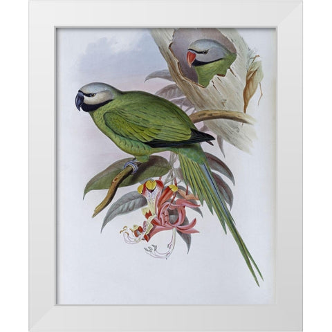 Grey-Headed Parakeet White Modern Wood Framed Art Print by Gould, John