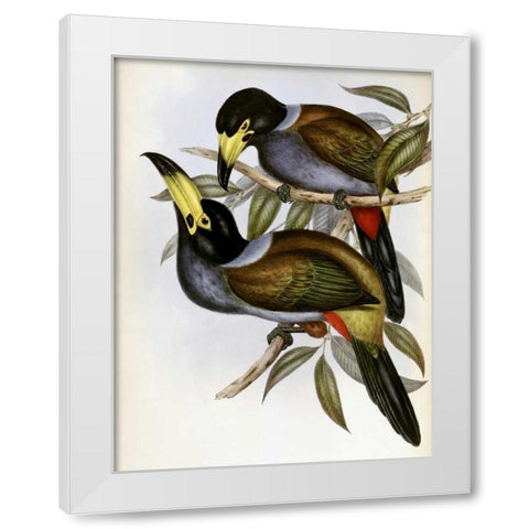Hooded Hill Toucan White Modern Wood Framed Art Print by Glover, John