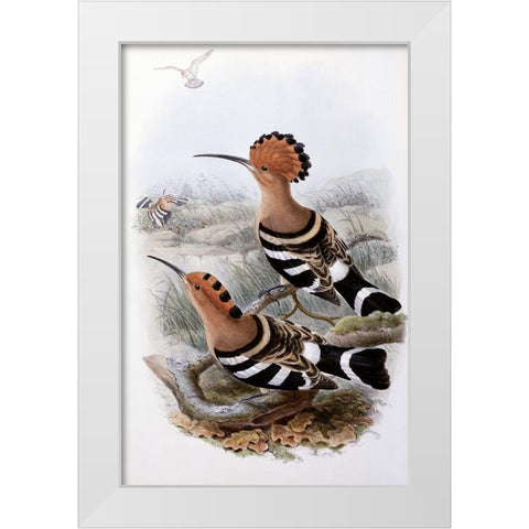 Indian Hoopoe White Modern Wood Framed Art Print by Gould, John