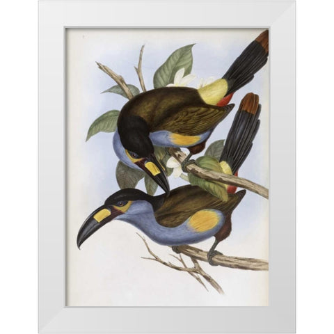Laminated Hill Toucan White Modern Wood Framed Art Print by Glover, John