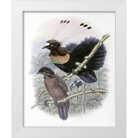 Lawes Bird of Paradise White Modern Wood Framed Art Print by Gould, John