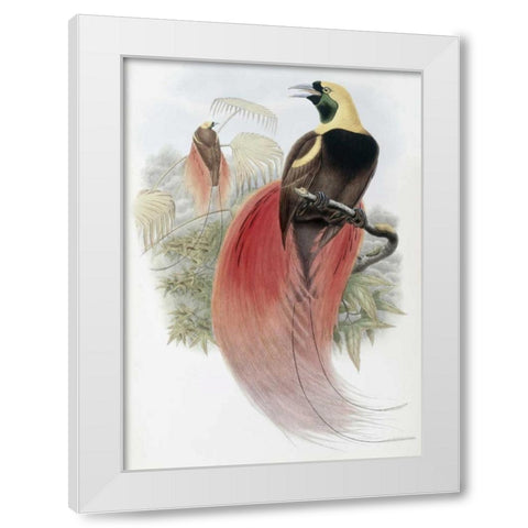 Marquis De Raggis Bird of Paradise White Modern Wood Framed Art Print by Glover, John
