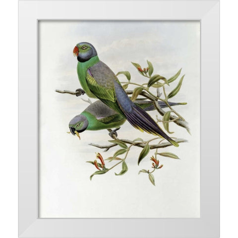 Mrs. Layards Parakeet White Modern Wood Framed Art Print by Glover, John