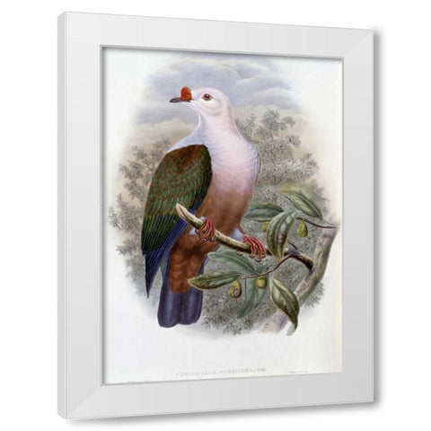 New-Ireland Fruit-Pigeon White Modern Wood Framed Art Print by Glover, John