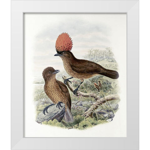 Orange-Crested Bower-Bird White Modern Wood Framed Art Print by Gould, John