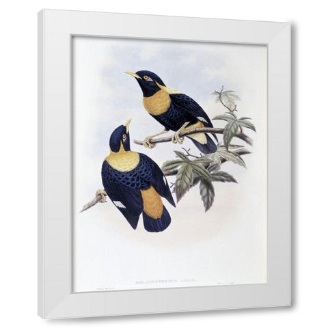 Orange-Crested Starling White Modern Wood Framed Art Print by Gould, John
