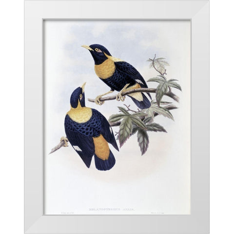 Orange-Crested Starling White Modern Wood Framed Art Print by Gould, John