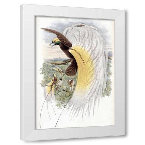 Papuan Bird of Paradise White Modern Wood Framed Art Print by Glover, John