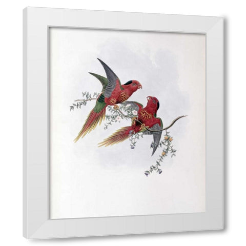 Pectoral Lorikeet White Modern Wood Framed Art Print by Glover, John